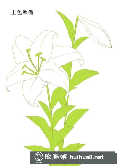 插畫教程百合花的畫法