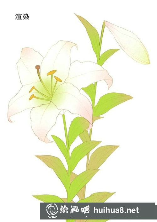插畫教程百合花的畫法