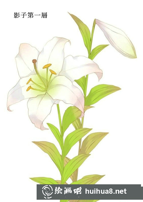 插畫教程百合花的畫法