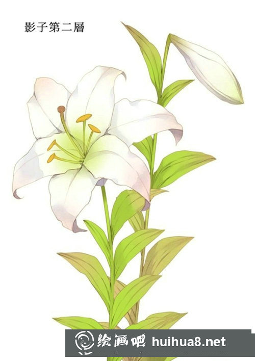 插畫教程百合花的畫法