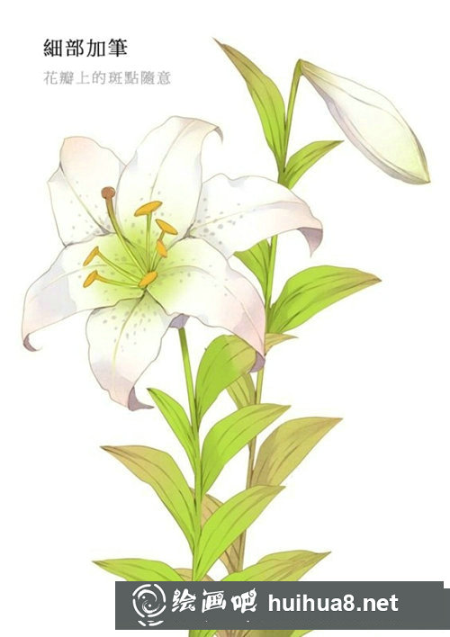 插畫教程百合花的畫法