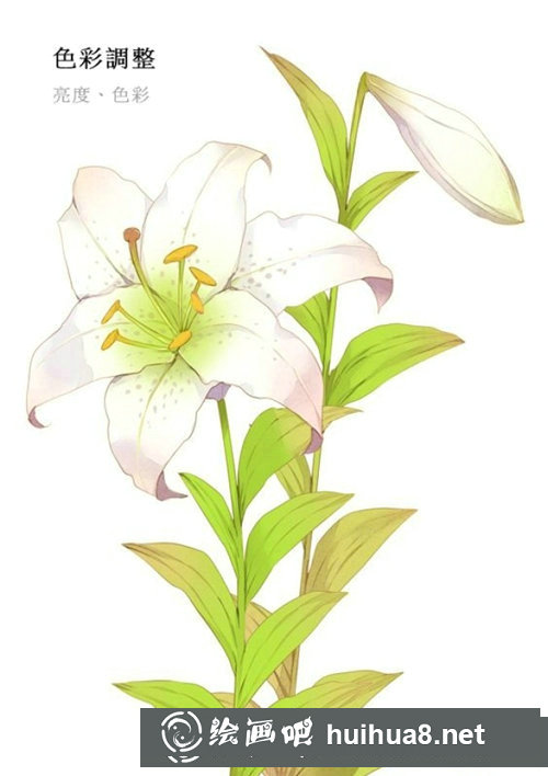 插畫教程百合花的畫法