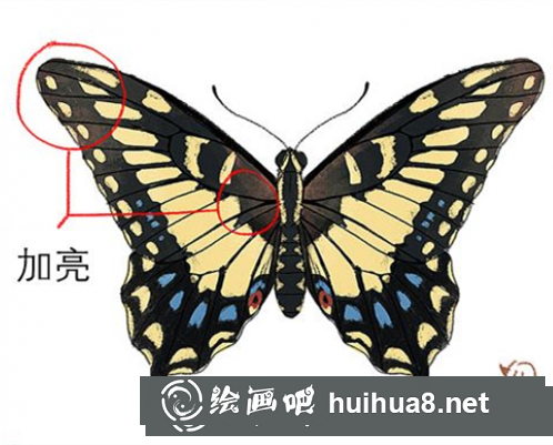 PS蝴蝶的畫法