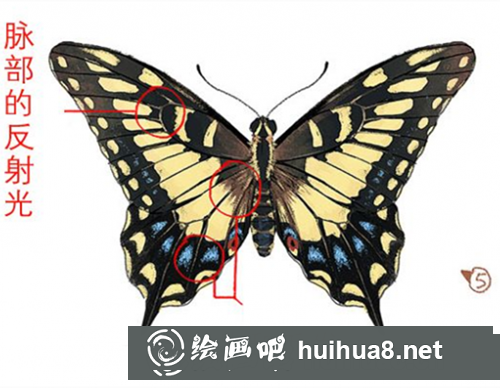 PS蝴蝶的畫法