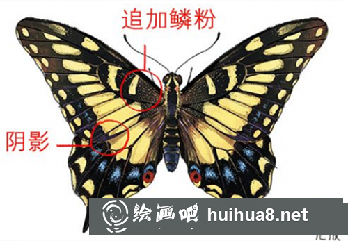 PS蝴蝶的畫法