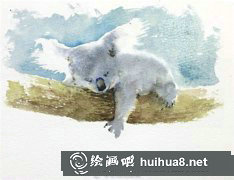樹袋熊水彩畫教程動物篇