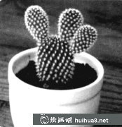 素描入門教程：畫仙人掌技巧