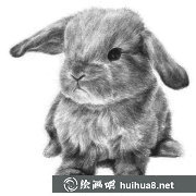 兔子素描畫法教程