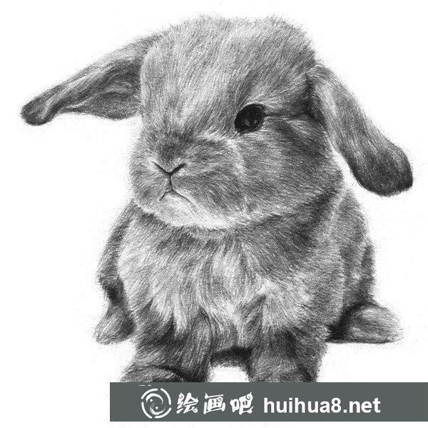 兔子的素描畫法