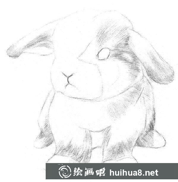兔子的素描畫法
