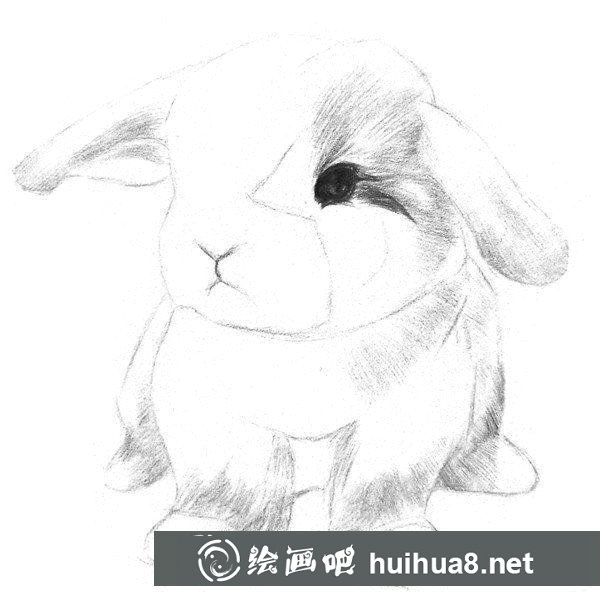 兔子的素描畫法