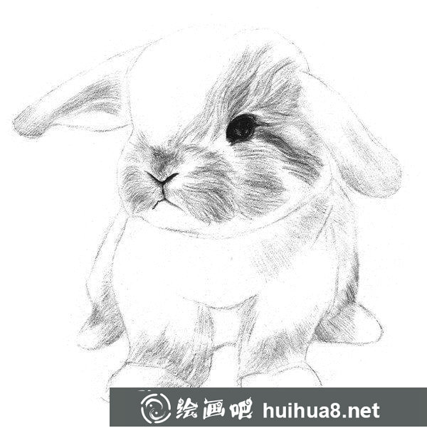 兔子的素描畫法