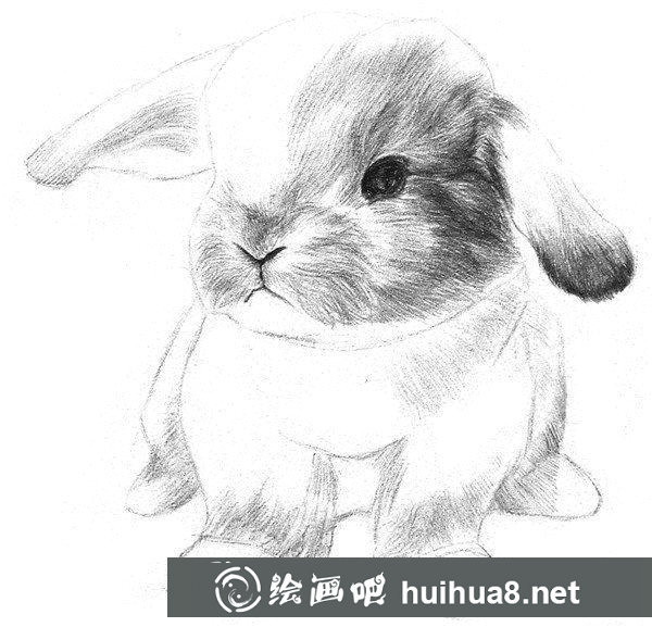 兔子的素描畫法