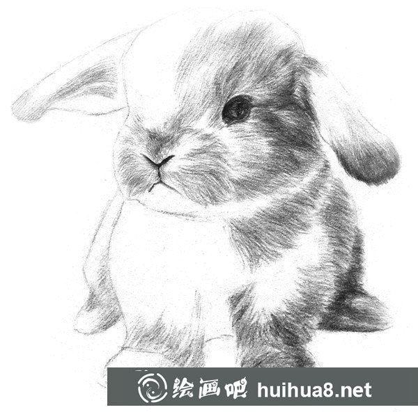 兔子的素描畫法