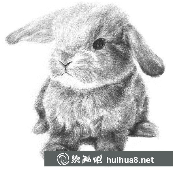 兔子的素描畫法