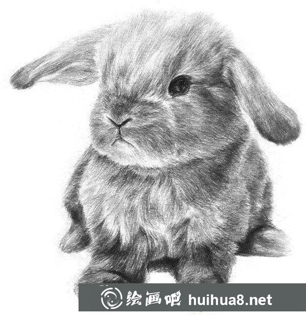 兔子的素描畫法