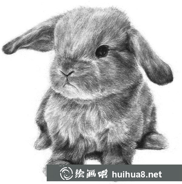 兔子的素描畫法