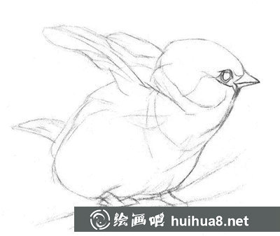 素描小鳥的畫法