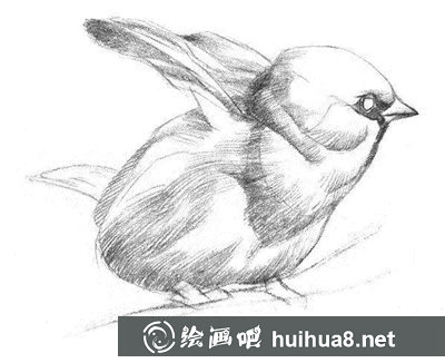 素描小鳥的畫法