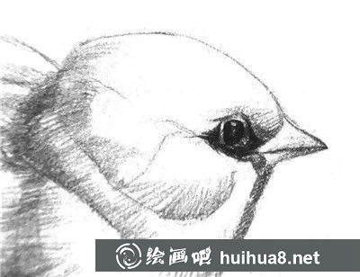 素描小鳥的畫法