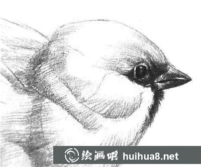 素描小鳥的畫法