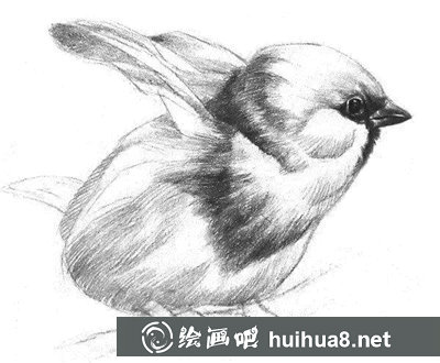 素描小鳥的畫法