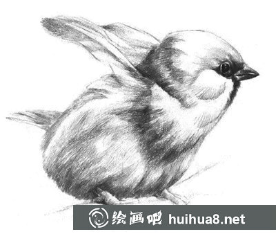 素描小鳥的畫法