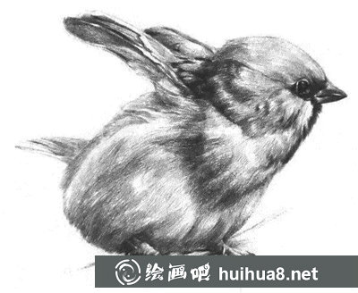 素描小鳥的畫法