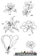 學畫白描花卉教程 結(jié)構(gòu)解析