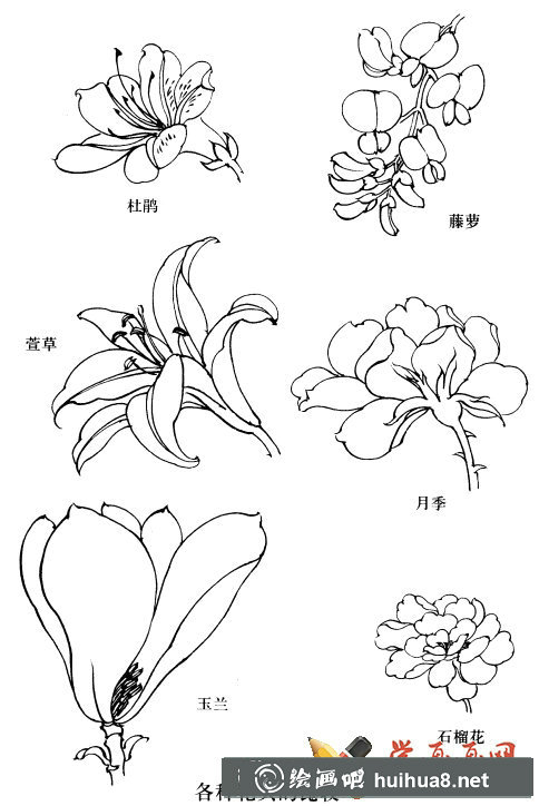 各種白描花頭的比較