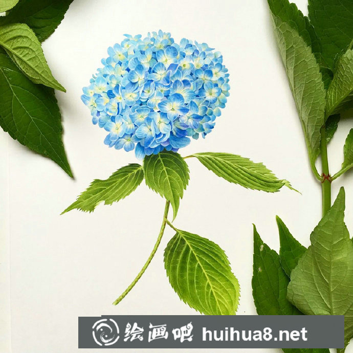 水彩花卉作品1