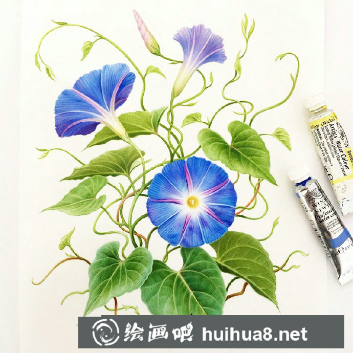 水彩花卉作品3