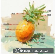 水粉畫菠蘿步驟技巧