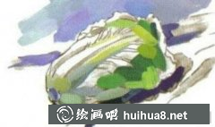 水粉白菜繪畫教程
