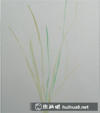 怎么畫積雪草
