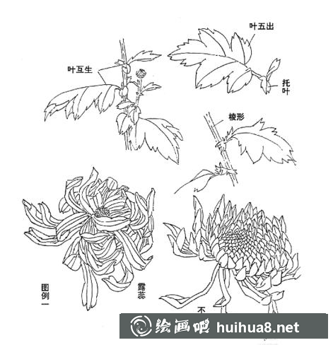 菊花的畫法
