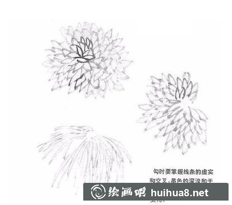 菊花的畫法