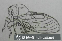 國(guó)畫(huà)教程：畫(huà)蚱蜢技法詳解