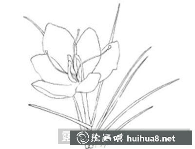 水粉畫教程：番紅花