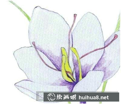 水粉畫教程：番紅花