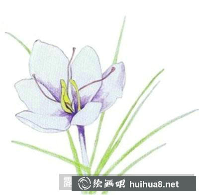 水粉畫教程：番紅花
