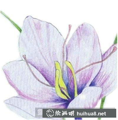 水粉畫教程：番紅花