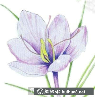 水粉畫教程：番紅花