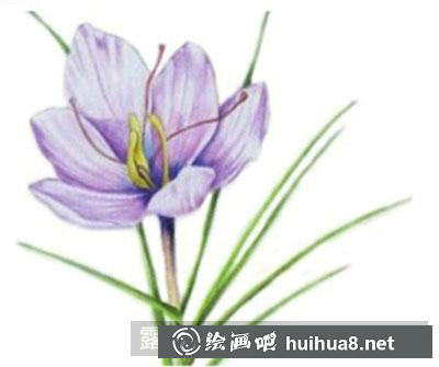 水粉畫教程：番紅花