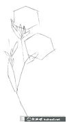 水粉畫(huà)教程射干花繪制法