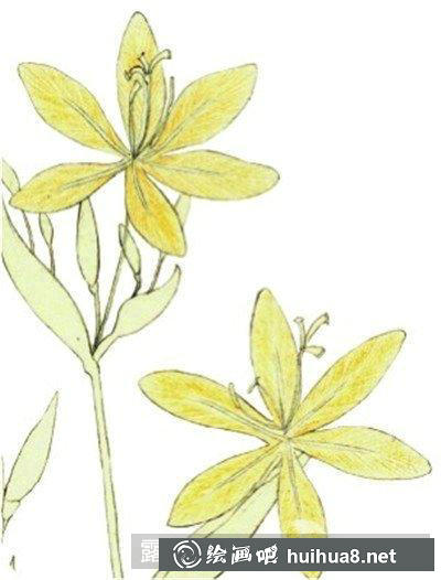 水粉畫教程-射干花