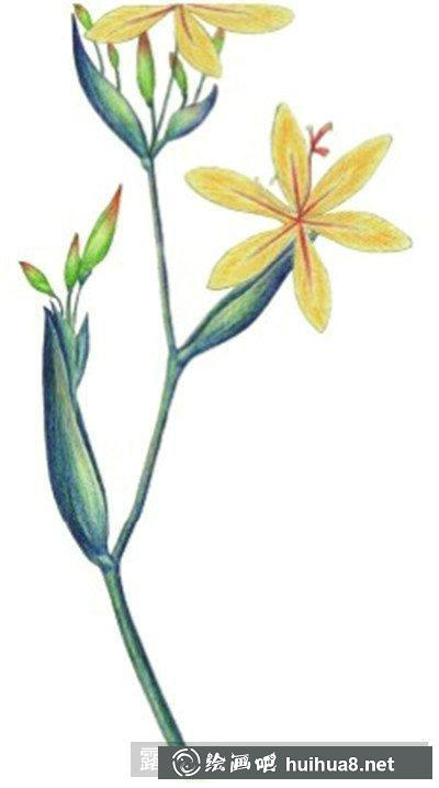 水粉畫教程-射干花
