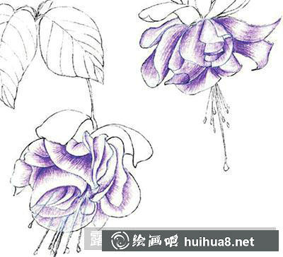 水粉植物畫：倒掛金鐘