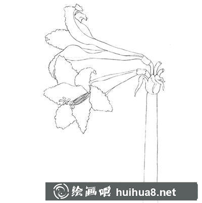 水粉畫教程-朱頂紅的繪制方法