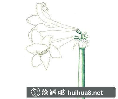 水粉畫教程-朱頂紅的繪制方法